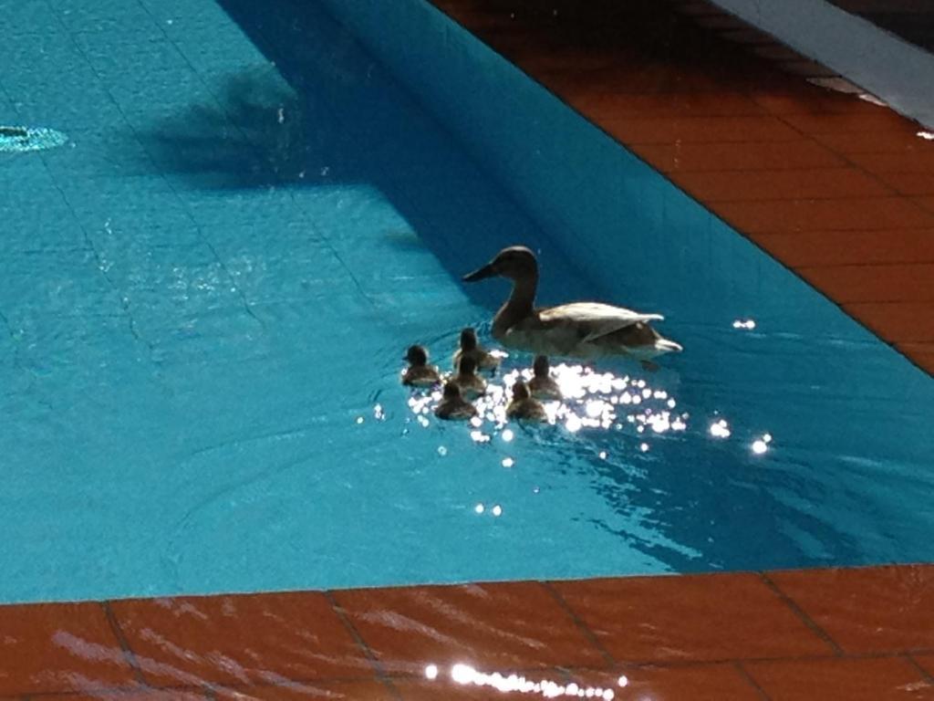 Aparthotel Al Lago Locarno Rum bild